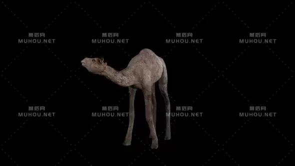 沙漠中的小骆驼正面Baby Camel Front视频素材带Alpha通道插图
