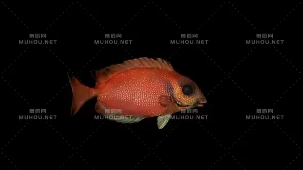 红西加努斯鱼动画Red Siganus Fish视频素材带Alpha通道插图