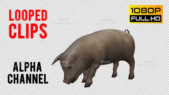 农场中的野猪动物Pig Looped 2视频素材带Alpha通道插图