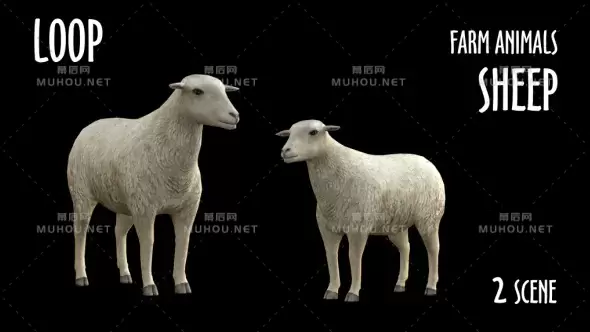 农场动物2只绵羊Farm Animals - Sheep - 2 Scene视频素材带Alpha通道插图