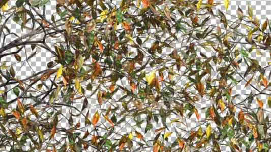 树枝上秋天的树叶Bush Type 5视频素材带Alpha通道插图