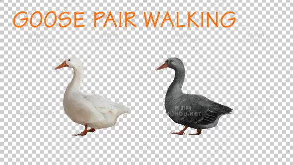 白色大鹅和灰鹅在散步Goose Family Walk视频素材带Alpha通道插图