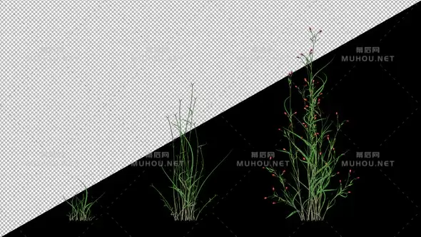 植物生长红花Growing Red Flower视频素材带Alpha通道插图