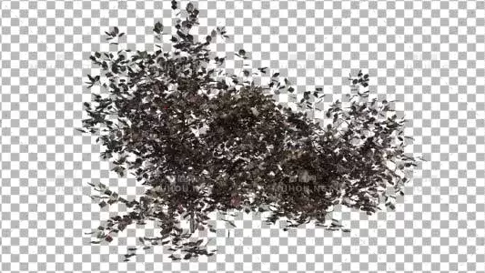 灌木类型树叶分支Bush Type 10视频素材带Alpha通道插图