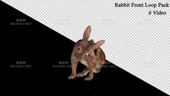 兔子循环视频Rabbit Loop Video Pack视频素材带Alpha通道插图