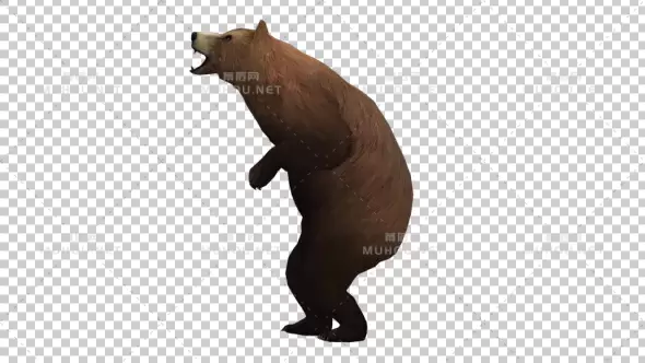 棕熊嚎叫Bear Howl视频素材带Alpha通道插图