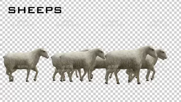 绵羊Sheeps三维动画视频素材带Alpha通道插图