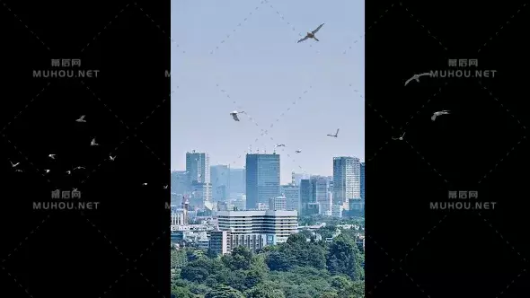 一群鸟在空中飞行Flying Ducks视频素材带Alpha通道插图