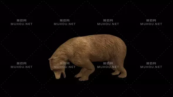 熊吃食物动画4K Bear Eat视频素材带Alpha通道插图