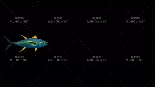 日本黄屯鱼4K透明动画 Yellow Tun Fish视频素材带Alpha通道插图