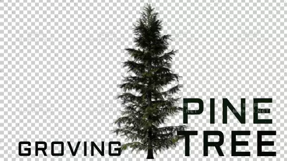 生长的松树Growing Tree Pine视频素材带Alpha通道插图