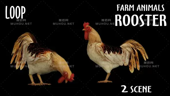 农场动物-公鸡吃虫Farm Animals - Rooster - 2 Scene视频素材带Alpha通道插图