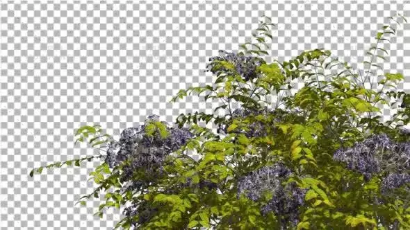 摇曳的蓝色树木植物Japanese Angelica Swaying Tree With Blue视频素材带Alpha通道插图