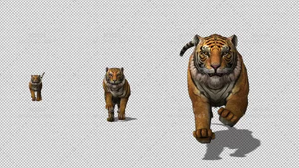 4k老虎跑奔跑动画 Tiger Run to Camera视频素材带Alpha通道插图