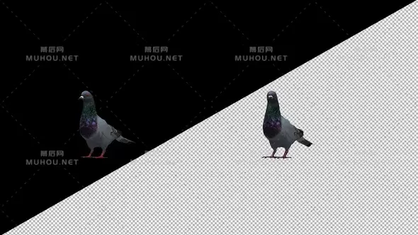 鸽子环顾四周Pigeon Looking Around视频素材带Alpha通道插图