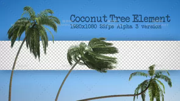 海南棕榈树椰子树元素Coconut Tree Element视频素材带Alpha通道插图