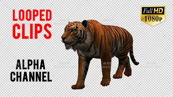 老虎行走哺乳动物3d视频素材带Alpha通道插图