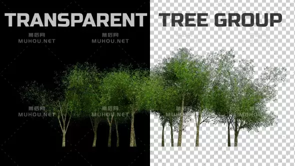 树林树木植物动画Tree Group Animation视频素材带Alpha通道插图