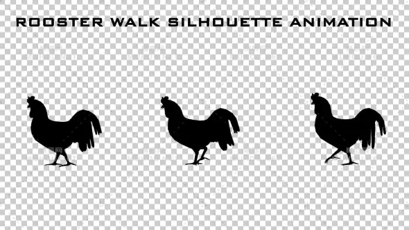 公鸡剪影动画Rooster Walk Silhouette Animation视频素材带Alpha通道插图