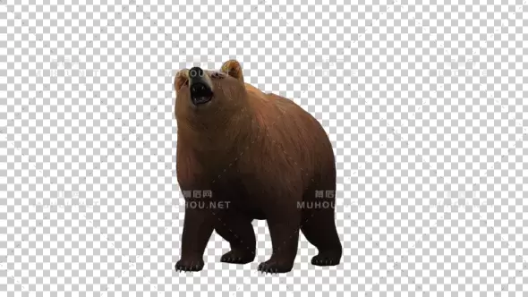 棕熊嚎叫Brown Bear Howl视频素材带Alpha通道插图
