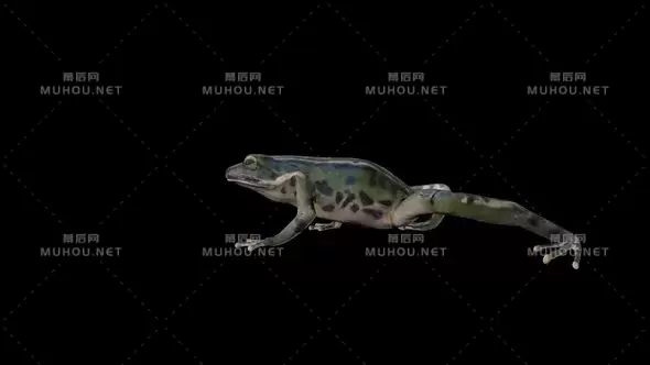 青蛙漫步Frog Walk视频素材带Alpha通道插图
