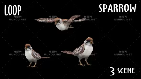动物小鸟麻雀-3种姿态Animal Pack - Sparrow - 3 Scene视频素材带Alpha通道插图