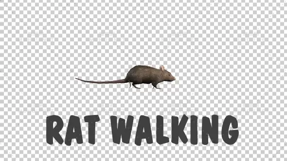 老鼠行走动物透明动画Rat Walking视频素材带Alpha通道插图