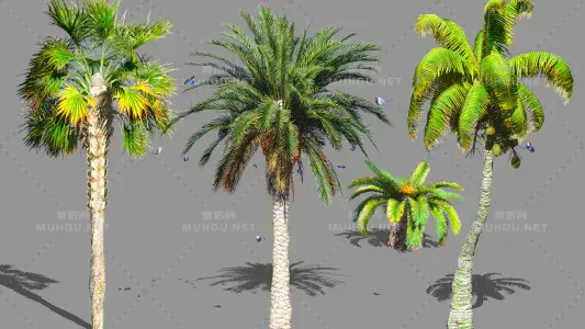 棕榈收藏Palms Collection视频素材带Alpha通道插图