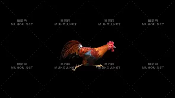 公鸡在奔跑Rooster Run Transparent Alpha Loop视频素材带Alpha通道插图