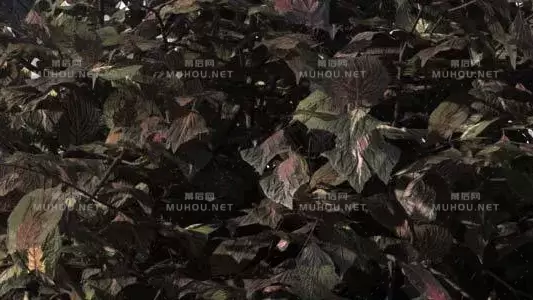 灌木类型树叶落地Bush Type 7视频素材带Alpha通道插图