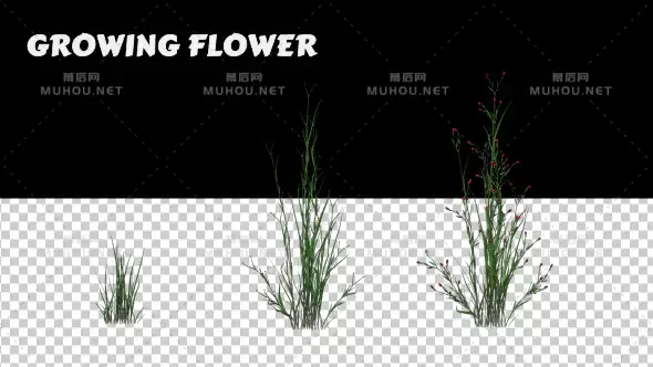 生长的花小草动画Growing Flower视频素材带Alpha通道插图