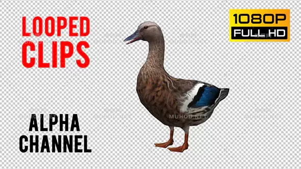 鸭子循环动画Duck Looped 3视频素材带Alpha通道插图