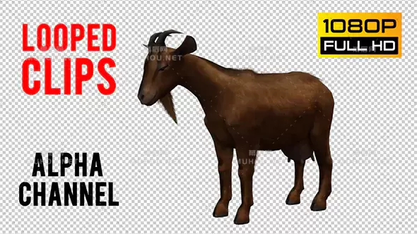 山羊棕色羊动物Goat Looped视频素材带Alpha通道插图