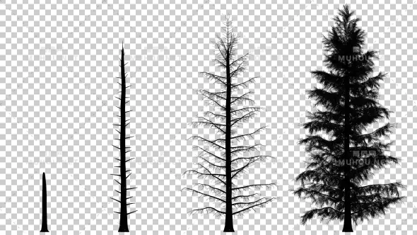 成长生长的树木松树剪影Growing Pine Tree Silhouette视频素材带Alpha通道插图