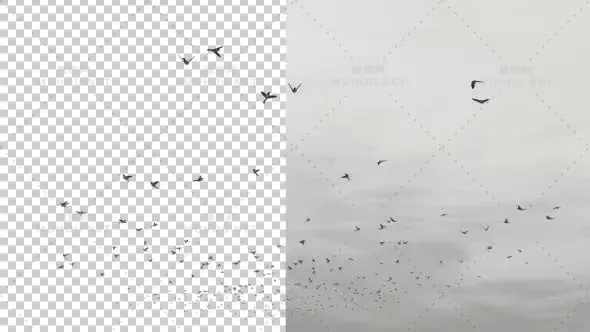 飞鸟在空中飞行动画Flying Birds视频素材带Alpha通道插图