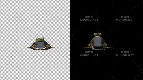 抓青蛙正面动画图Frog Catching视频素材带Alpha通道插图