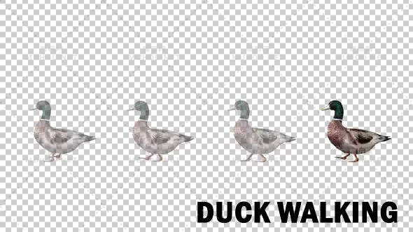 鸭子漫步走路侧视图Duck Walk视频素材带Alpha通道插图
