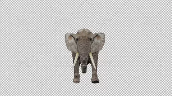 大象走到相机前Elephant Walk to Camera视频素材带Alpha通道插图