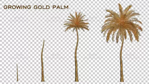 成长的金棕榈透明动画Growing Gold Palm视频素材带Alpha通道插图