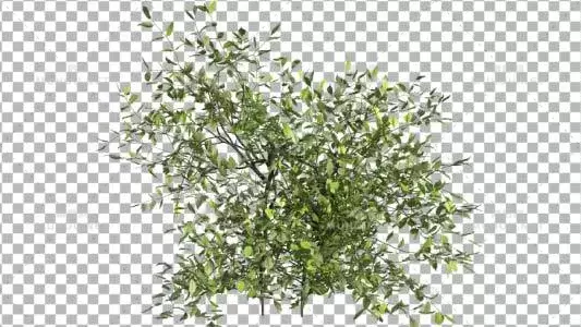 灌木绿色植物类型8Bush Type 8视频素材带Alpha通道插图