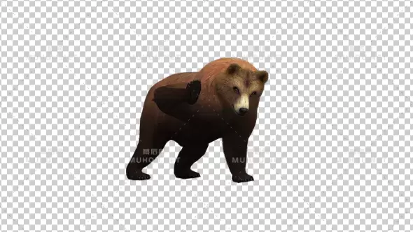 棕熊攻击动作Bear Attack视频素材带Alpha通道插图