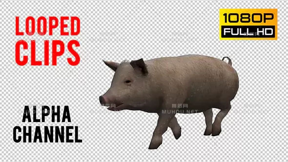动物3d猪循环4Pig Looped 4视频素材带Alpha通道插图