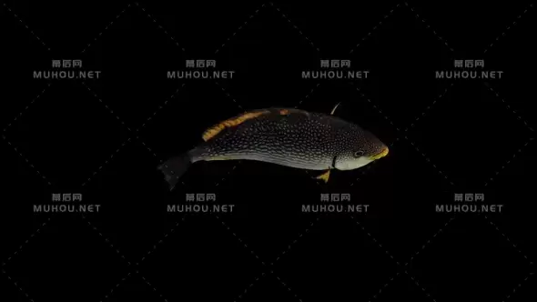 深海鱼在水中俯视图Javes Fish Top View视频素材带Alpha通道插图