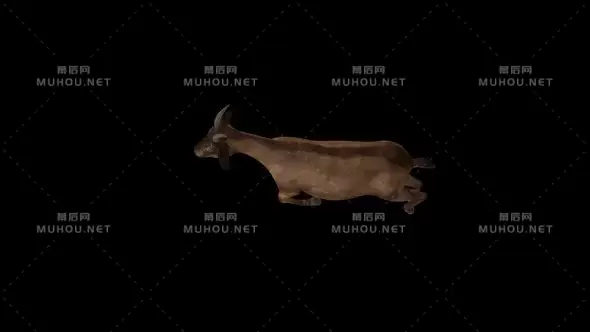 山羊奔跑顶视图Goat Run Top View视频素材带Alpha通道插图