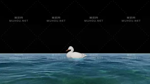 游泳的白色鸭子Swimming Duck视频素材带Alpha通道插图