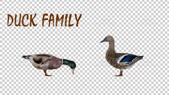 一群鸭子家族Duck Family视频素材带Alpha通道插图