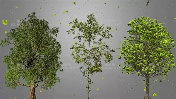生长的树植物循环Growing Tree视频素材带Alpha通道插图