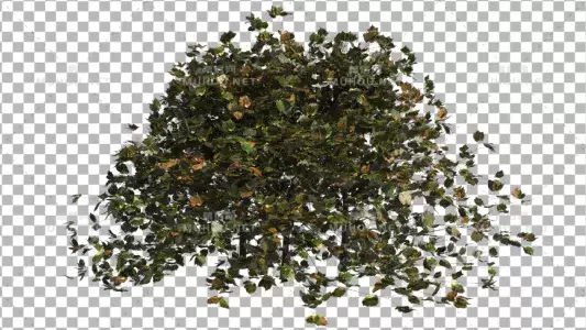 3d循环大树树林3Bush Looped Type 3视频素材带Alpha通道插图