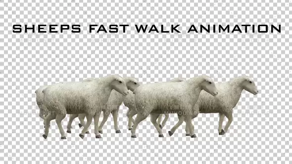 绵羊快速行走Sheeps Fast Walk视频素材带Alpha通道插图