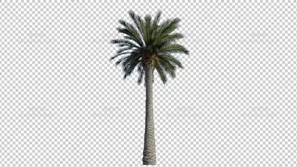 棕榈树3d椰子树动画Palm Tree - 2视频素材带Alpha通道插图